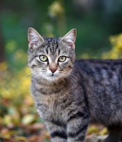 Any issue with cat hair on prayer clothes?